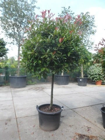 Glansmispel Op Stam (Photinia Fraseri 'Red Robin') 8 Glansmispel Op Stam (Photinia Fraseri 'Red Robin') - Image 6