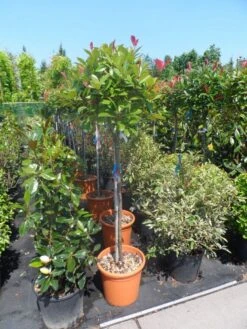 Glansmispel Op Stam (Photinia Fraseri 'Red Robin') 26 Glansmispel Op Stam (Photinia Fraseri 'Red Robin') -Garden Plants Series Store photinia fraseri red robin 100stam c20 1