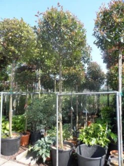 Glansmispel Als Boom (Photinia Fraseri 'Red Robin') -Garden Plants Series Store photinia fraseri red robin 12 14 16ho cont