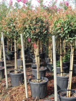 Glansmispel Op Stam (Photinia Fraseri 'Red Robin') 40 Glansmispel Op Stam (Photinia Fraseri 'Red Robin') -Garden Plants Series Store photinia fraseri red robin halfstam 7 1