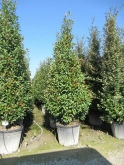 Glansmispel, Pyramide (Photinia Fraseri 'Red Robin' ) -Garden Plants Series Store photinia fraseri red robin piramide