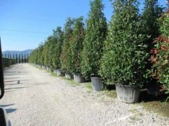 Glansmispel, Pyramide (Photinia Fraseri 'Red Robin' ) -Garden Plants Series Store photinia fraseri red robin piramide 2