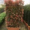 Glansmispel Meeneemhaag (Photinia Fraseri 'Red Robin') -Garden Plants Series Store photinia r.robin compacta spalliera h120x80 fioriera 1