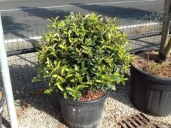 Glansmispel Als Bolvorm (Photinia Fraseri 'Carré Rouge') -Garden Plants Series Store photiniacarrerougebal02 2