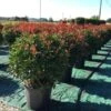 Glansmispel Als Bolvorm (Photinia Fraseri 'Carré Rouge') -Garden Plants Series Store photiniacarrerougebal03 2