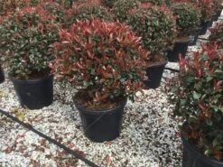 Glansmispel Als Bolvorm (Photinia Fraseri 'Carré Rouge') -Garden Plants Series Store photiniacarrerougebal04