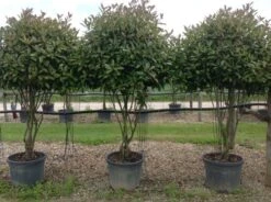 Meerstammige Glansmispel (Photinia Fraseri 'Red Robin') -Garden Plants Series Store photiniaredrobinmeerstammig01 1