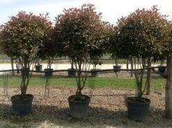 Meerstammige Glansmispel (Photinia Fraseri 'Red Robin') -Garden Plants Series Store photiniaredrobinmeerstammig02 2