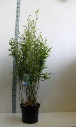 Bamboe (Phyllostachys Bissetii) -Garden Plants Series Store phyllostachus bissetii 100 125 cm co. 10l kopie