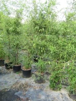 Bamboe (Phyllostachys Aureosulcata 'Spectabilis') 26 Bamboe (Phyllostachys Aureosulcata 'Spectabilis') -Garden Plants Series Store phyllostachys 1