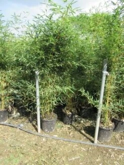 Bamboe (Phyllostachys Aureosulcata 'Spectabilis') 25 Bamboe (Phyllostachys Aureosulcata 'Spectabilis') -Garden Plants Series Store phyllostachys 3 1