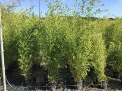 Bamboe (Phyllostachys Aureosulcata 'Spectabilis') 27 Bamboe (Phyllostachys Aureosulcata 'Spectabilis') -Garden Plants Series Store phyllostachys aureosulcata spectabilis 100125