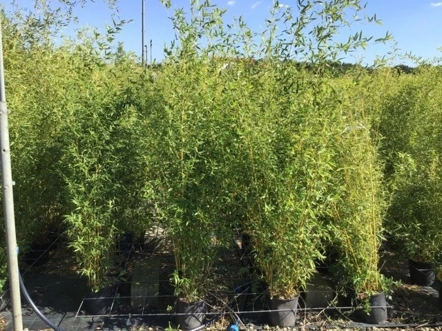 Bamboe (Phyllostachys Aureosulcata 'Spectabilis') 15 Bamboe (Phyllostachys Aureosulcata 'Spectabilis') - Image 13