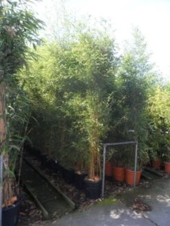 Bamboe (Phyllostachys Aureosulcata 'Spectabilis') 19 Bamboe (Phyllostachys Aureosulcata 'Spectabilis') -Garden Plants Series Store phyllostachys aureosulcata spectabilis 200 250 c25