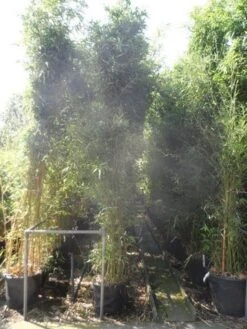 Bamboe (Phyllostachys Bissetii) -Garden Plants Series Store phyllostachys bissetii 250 300 c35