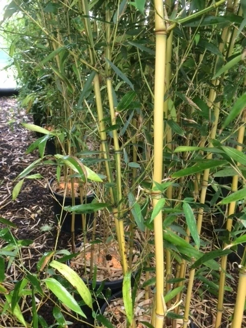 Bamboe (Phyllostachys Aureosulcata 'Spectabilis') 11 Bamboe (Phyllostachys Aureosulcata 'Spectabilis') - Image 9
