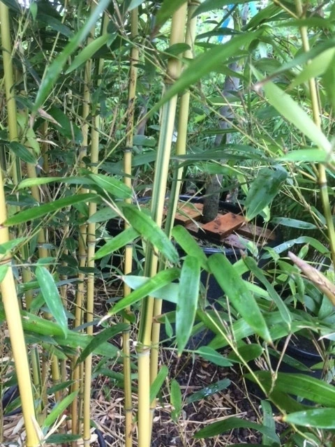 Bamboe (Phyllostachys Aureosulcata 'Spectabilis') 10 Bamboe (Phyllostachys Aureosulcata 'Spectabilis') - Image 8