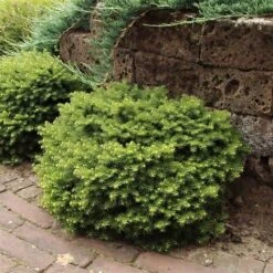 Kussenspar (Picea Abies 'Little Gem') -Garden Plants Series Store picea abies little gem