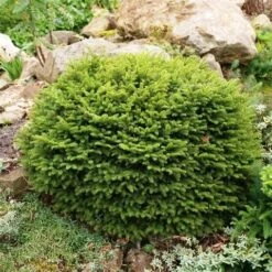 Spar (Picea Abies 'Nidiformis') -Garden Plants Series Store picea abies nidiformis