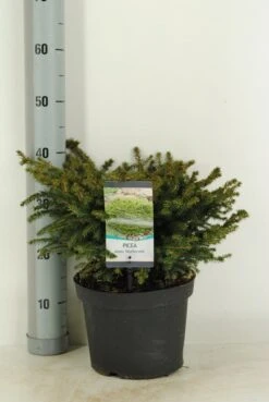 Spar (Picea Abies 'Nidiformis') -Garden Plants Series Store picea abies nidiformis c5 m