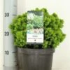 Kogelspar (Picea Glauca 'Alberta Globe') -Garden Plants Series Store picea glauca alberta globe zomer c3 m