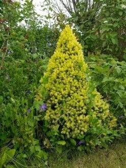 Witte Alberta Spar (Picea Glauca 'J.W. Daisy's White') -Garden Plants Series Store picea glauca j.w. daisy s white
