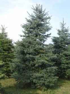 Blauwspar (Picea Pungens 'Glauca') -Garden Plants Series Store picea p glauca 300 350 1
