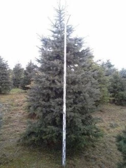 Blauwspar (Picea Pungens 'Glauca') -Garden Plants Series Store picea p glauca 350