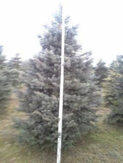 Blauwspar (Picea Pungens 'Glauca') -Garden Plants Series Store picea p glauca 350 1