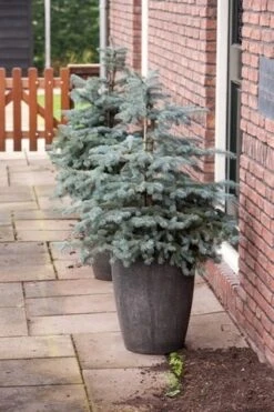 Noorse Blauwspar (Picea Pungens 'Erich Frahm') -Garden Plants Series Store picea pungens erich frahm