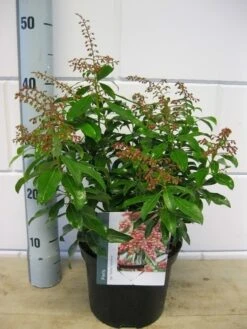 Rotsheide (Pieris Japonica 'Valley Valentine') -Garden Plants Series Store pieris valey valentine c3 december