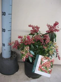 Rotsheide (Pieris Japonica 'Valley Valentine') -Garden Plants Series Store pieris valley valentine c3 maart.jpg