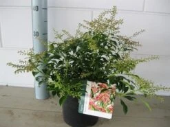 Rotsheide (Pieris Japonica 'Valley Valentine') -Garden Plants Series Store pieris valley valentine c3 november 2