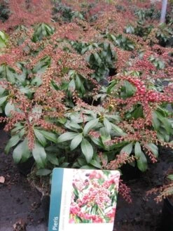 Rotsheide (Pieris Japonica 'Valley Valentine') -Garden Plants Series Store pierisjapvalleyvalentine