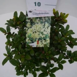 Dwergrhododendron (Rhododendron 'Princess- Anne') -Garden Plants Series Store pincess ann c2 boven