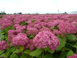 Hortensia (Hydrangea 'Pink Annabelle') -Garden Plants Series Store pink annabelle 1