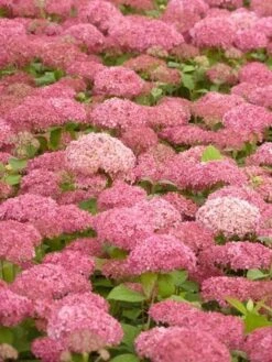 Hortensia (Hydrangea 'Pink Annabelle') -Garden Plants Series Store pink annabelle 2