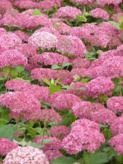 Hortensia (Hydrangea 'Pink Annabelle') -Garden Plants Series Store pink annabelle 3