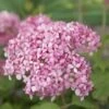 Hortensia (Hydrangea 'Pink Annabelle') -Garden Plants Series Store pink annabelle 7