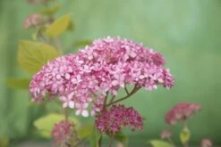 Hortensia (Hydrangea 'Pink Annabelle') -Garden Plants Series Store pink annabelle 8