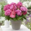 Hortensia Pink Pop (Hydrangea 'Music Collection') -Garden Plants Series Store pink pop 2 2