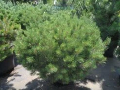 Bergden (Pinus Mugo Mughus) 15 Bergden (Pinus Mugo Mughus) -Garden Plants Series Store pinus mugo mughus 100 125