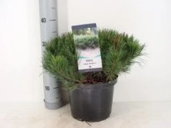 Bergden (Pinus Mugo Mughus) 19 Bergden (Pinus Mugo Mughus) -Garden Plants Series Store pinus mugo mughus c5 m