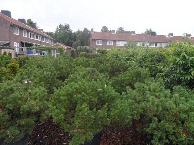 Bergden (Pinus Mugo Mughus) 8 Bergden (Pinus Mugo Mughus) - Image 6