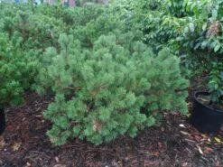 Bergden (Pinus Mugo Mughus) 18 Bergden (Pinus Mugo Mughus) -Garden Plants Series Store pinus mugo mughus diameter 100 125 150 c130 3
