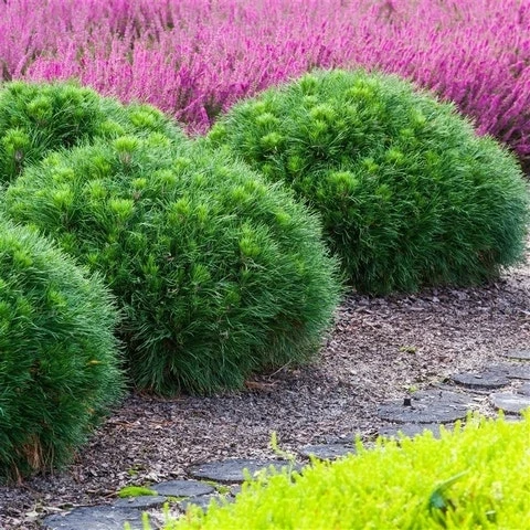 Dwerg Bergden (Pinus Mugo 'Varella') 5 Dwerg Bergden (Pinus Mugo 'Varella') - Image 3