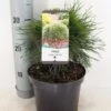 Dwerg Bergden (Pinus Mugo 'Varella') -Garden Plants Series Store pinus mugo varella c3 m