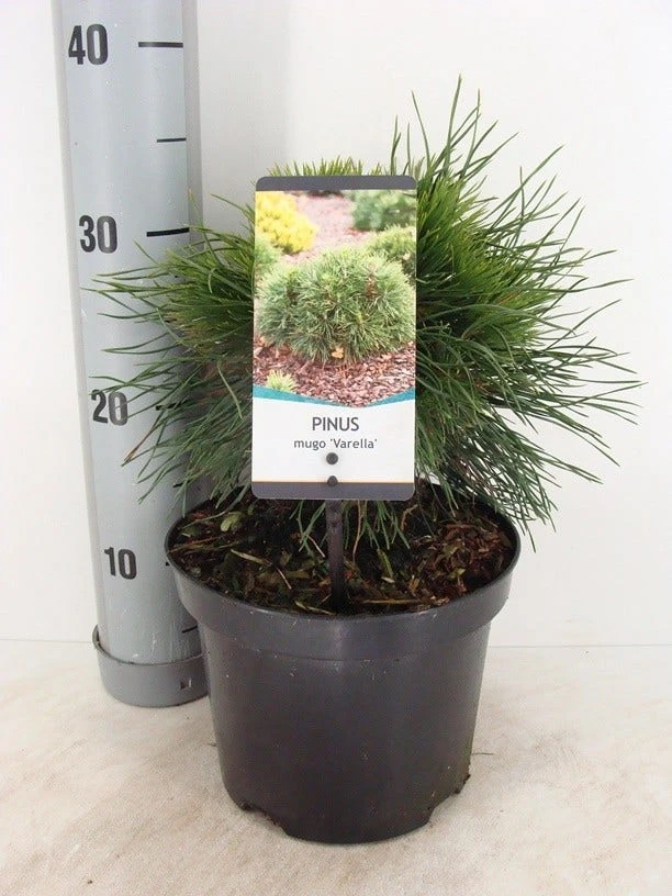 Dwerg Bergden (Pinus Mugo 'Varella') 3 Dwerg Bergden (Pinus Mugo 'Varella')