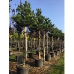 Oostenrijkse Den Als Boom (Pinus Nigra Nigra) -Garden Plants Series Store pinus nigra nigra 18 20 1