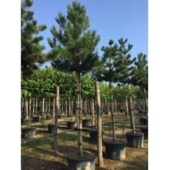 Oostenrijkse Den Als Boom (Pinus Nigra Nigra) -Garden Plants Series Store pinus nigra nigra 20 25 1